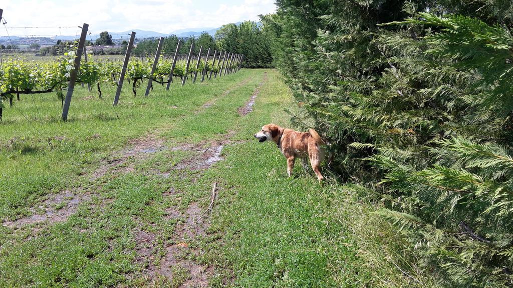 Agriturismo Case Mori Rimini Dış mekan fotoğraf